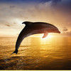 classydolphin